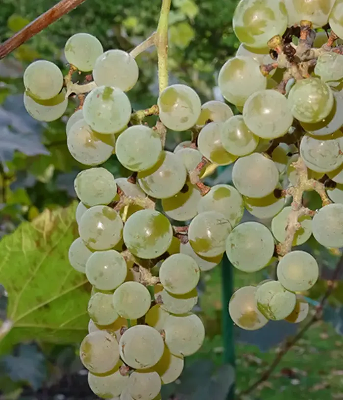 Vinič hroznorodý (Vitis spp.) SKUJIŅA 675 (MOSKOVSKIJ USTOJČIVIJ) - Tutifruti, s.r.o.