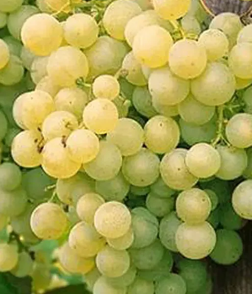 SOLARIS muštová odroda viniča PIWI