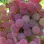 Resistant grapevine (Part 4): Analysis of the Božij Dar, Černyj Chrustaľ and other varieties