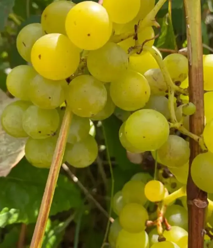 Vinič SKAISTĖ