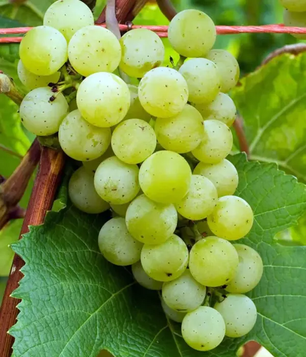 Grapevine VELDZE