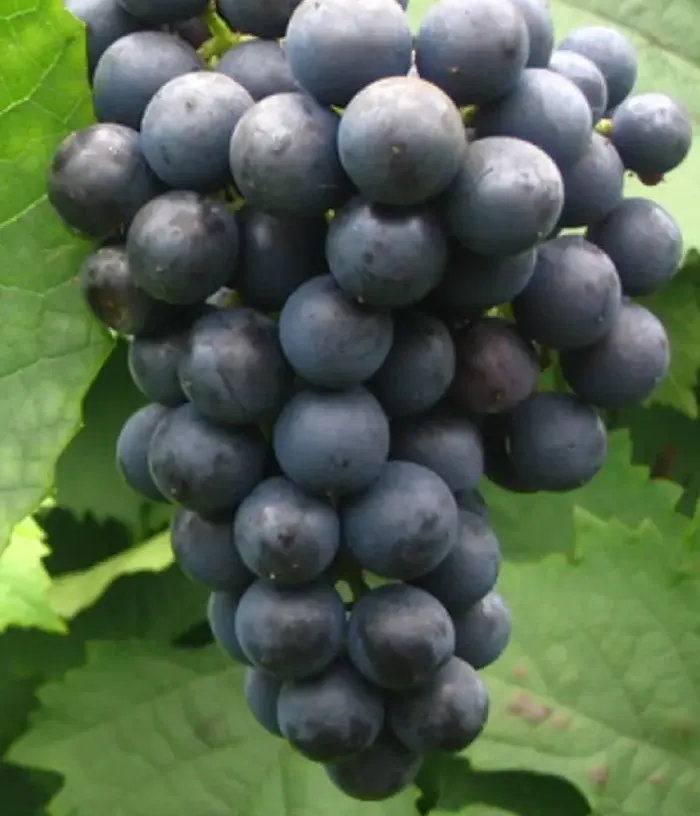 Grapevine ZILGA