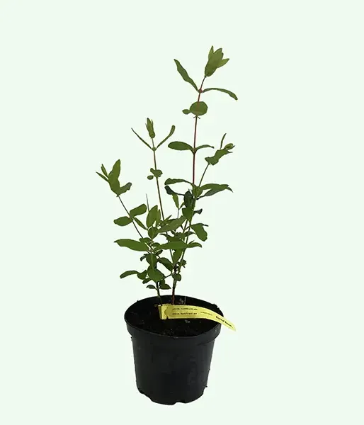 Honeysuckle-Haskap BLUE TREASURE
