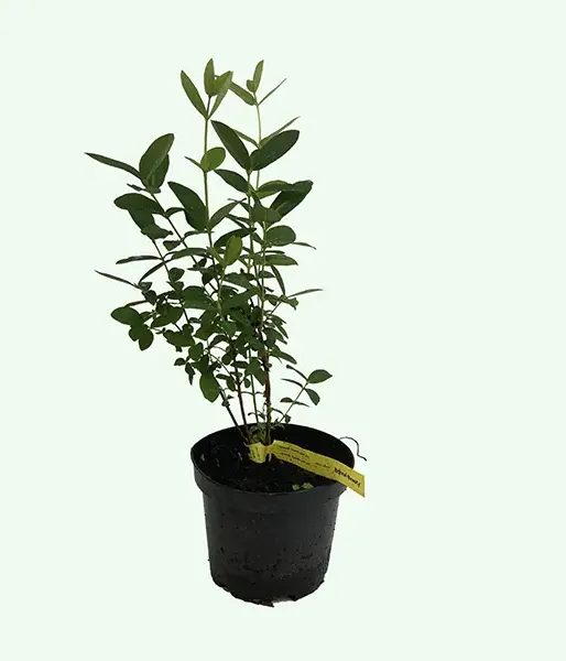 Zemolez (Lonicera caerulea) BOREAL BEAUTY - Tutifruti SK