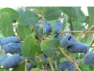 Blaubeere (Lonicera caerulea) CANDY BLUE (Avalanche) - Tutifruti SK