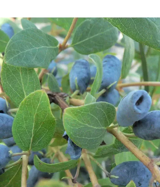 Honeysuckle-Haskap CANDY BLUE (Avalanche)