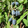 Blaubeere (Lonicera caerulea) ZOJKA