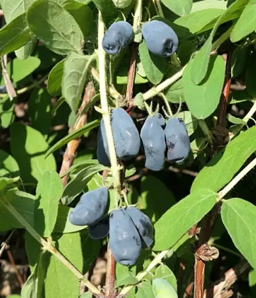 Honeysuckle-Haskap ZOJKA