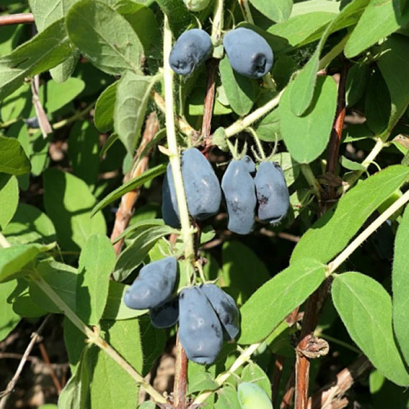 Blaubeere (Lonicera caerulea) ZOJKA