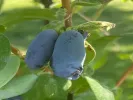 Zemolez (Lonicera caerulea) AURORA® - Tutifruti SK