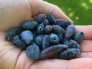 Zemolez (Lonicera caerulea) AURORA® - Tutifruti SK