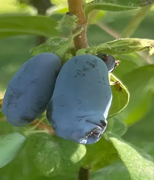 Zemolez (Lonicera caerulea) AURORA®