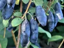 Honeysuckle-Haskap BLUE BANANA - Tutifruti SK