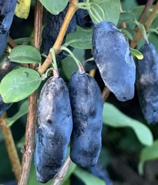 Honeysuckle-Haskap BLUE BANANA - Tutifruti SK