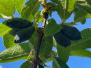 Blaubeere (Lonicera caerulea) BOREAL BEAST