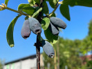 Blaubeere (Lonicera caerulea) BOREAL BEAUTY