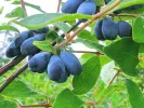 Zemolez (Lonicera caerulea) BOREAL BLIZZARD - Tutifruti SK