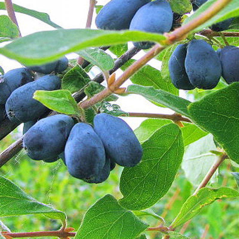 Blaubeere (Lonicera caerulea) BOREAL BLIZZARD