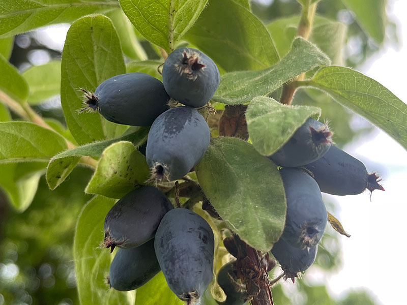 Blaubeere (Lonicera caerulea) BOREALIS® - Tutifruti SK