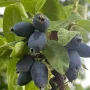 Blaubeere (Lonicera caerulea) BOREALIS®