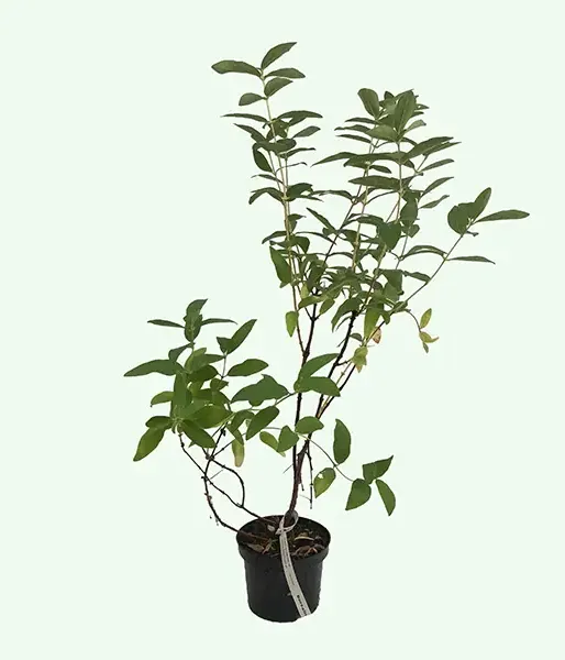 Honeysuckle-Haskap BOREALIS® - Tutifruti SK