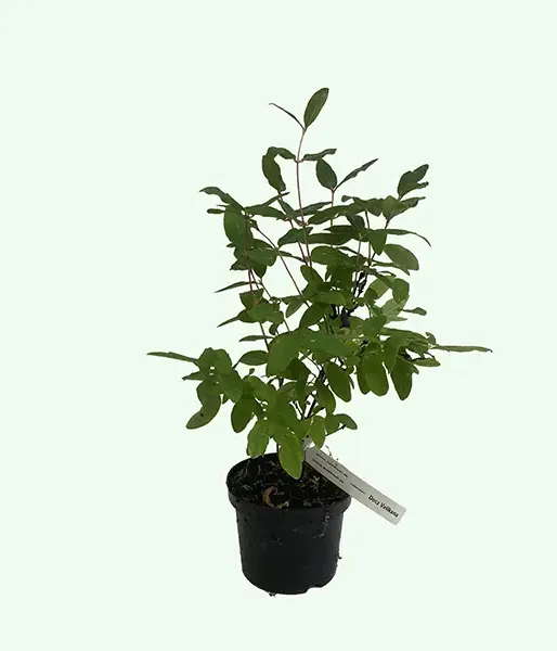 Honeysuckle-Haskap DOCZ VELIKANA®
