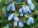 Honeysuckle-Haskap DOCZ VELIKANA® - Tutifruti SK