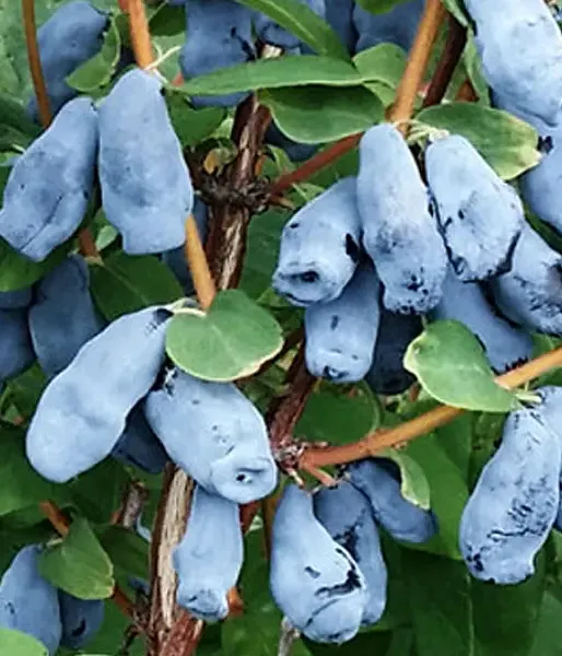 Honeysuckle-Haskap DOCZ VELIKANA®