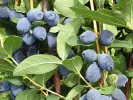 Blaubeere (Lonicera caerulea) GIANT'S HEART - Tutifruti SK