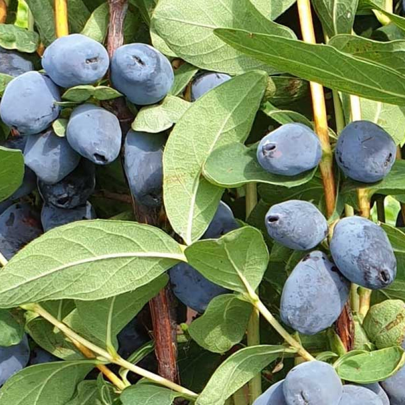 Blaubeere (Lonicera caerulea) GIGANT'S HEART