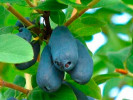 Blaubeere (Lonicera caerulea) JUGANA®