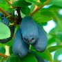 Honeysuckle-Haskap JUGANA®
