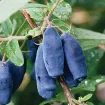 Kamtschatka Blaubeeren
