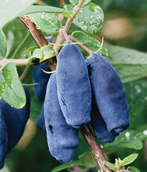 Honeysuckle-Haskap LENINGRADSKIJ VELIKAN® - Tutifruti SK
