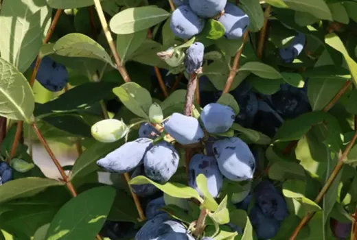 Industrielle Zugpferde aus den USA: Wir stellen die ertragreichen Kamschatkabeeren 'Lori' und 'Tomi' vor