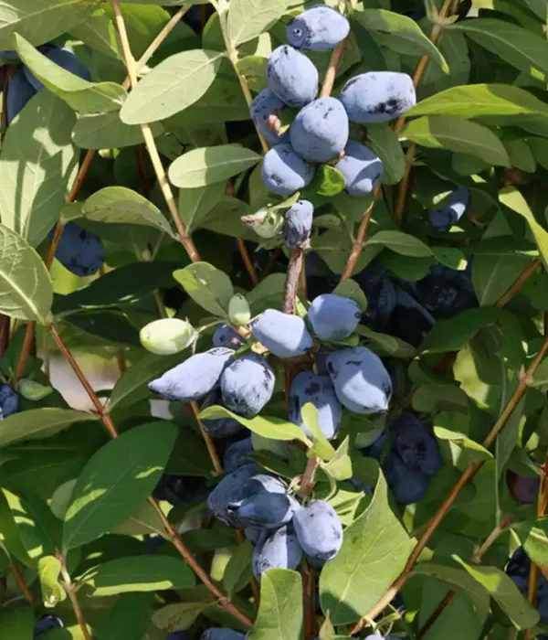 Blaubeere (Lonicera caerulea var. emphyllocalyx) LORI