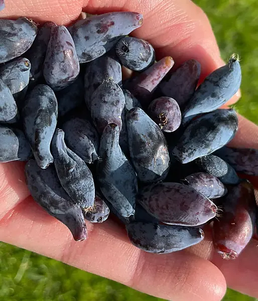 Blaubeere (Lonicera caerulea) SINIJ UTES