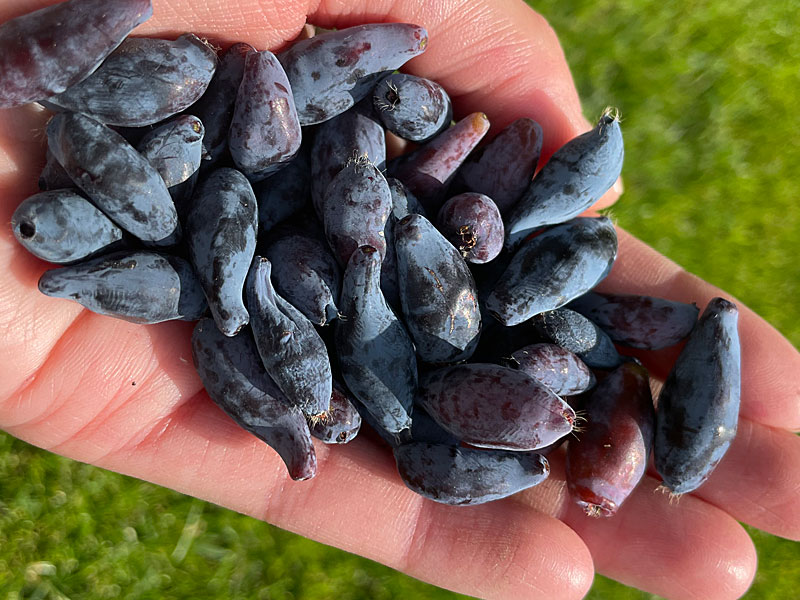 Blaubeere (Lonicera caerulea) SINIJ UTES