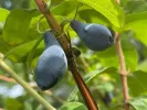 Zemolez (Lonicera caerulea) SINIJ UTES - Tutifruti SK