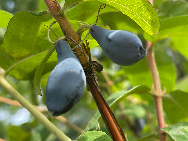 Blaubeere (Lonicera caerulea) SINIJ UTES