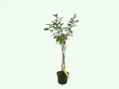 Zemolez (Lonicera caerulea) SINIJ UTES - Tutifruti SK