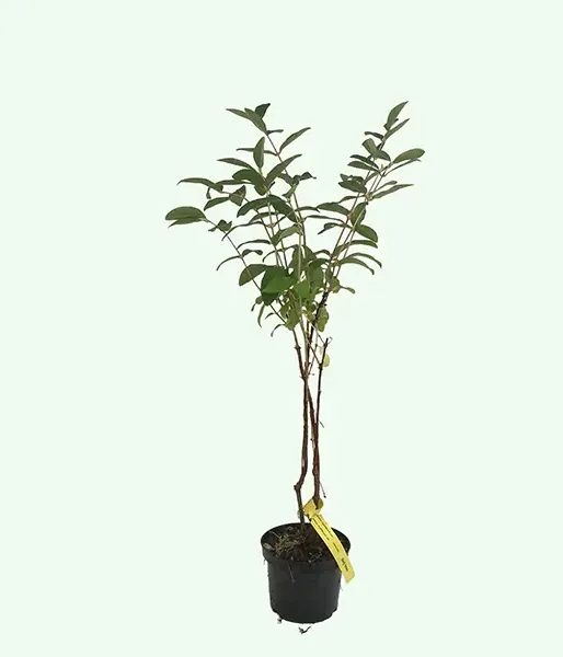 Zemolez (Lonicera caerulea) SINIJ UTES - Tutifruti SK