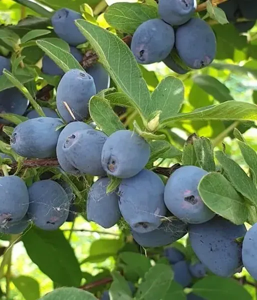 Blaubeere (Lonicera caerulea) STRAWBERRY SENSATION - Tutifruti SK