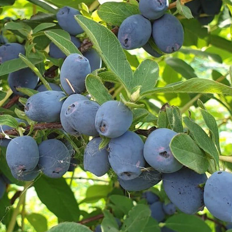 Blaubeere (Lonicera caerulea) STRAWBERRY SENSATION