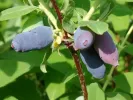 Blaubeere (Lonicera kamtschatica) TOMI - Tutifruti, s.r.o.