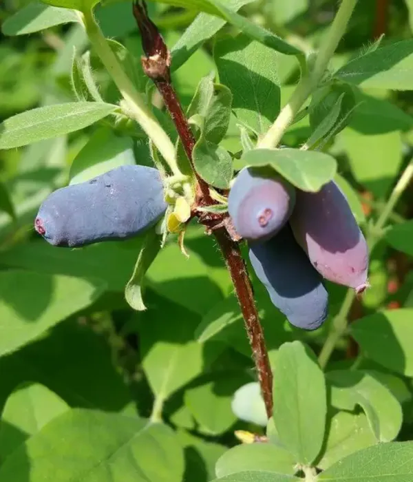 Blaubeere (Lonicera caerulea var. emphyllocalyx) TOMI