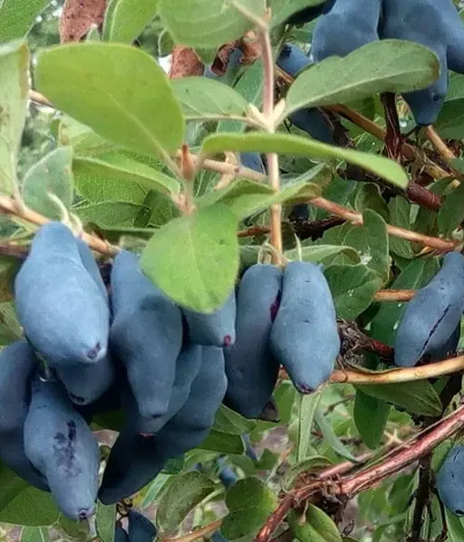 Honeysuckle-Haskap USLADA