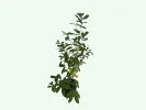 Honeysuckle-Haskap SILGINKA - Tutifruti, s.r.o.