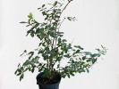 Blaubeere (Lonicera caerulea) JUGANA®