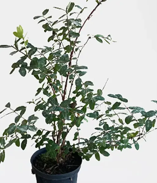 Honeysuckle-Haskap JUGANA®
